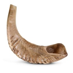 Kosher Classic Natural Ram's Horn Shofar 10'-12' / 25-30 cm