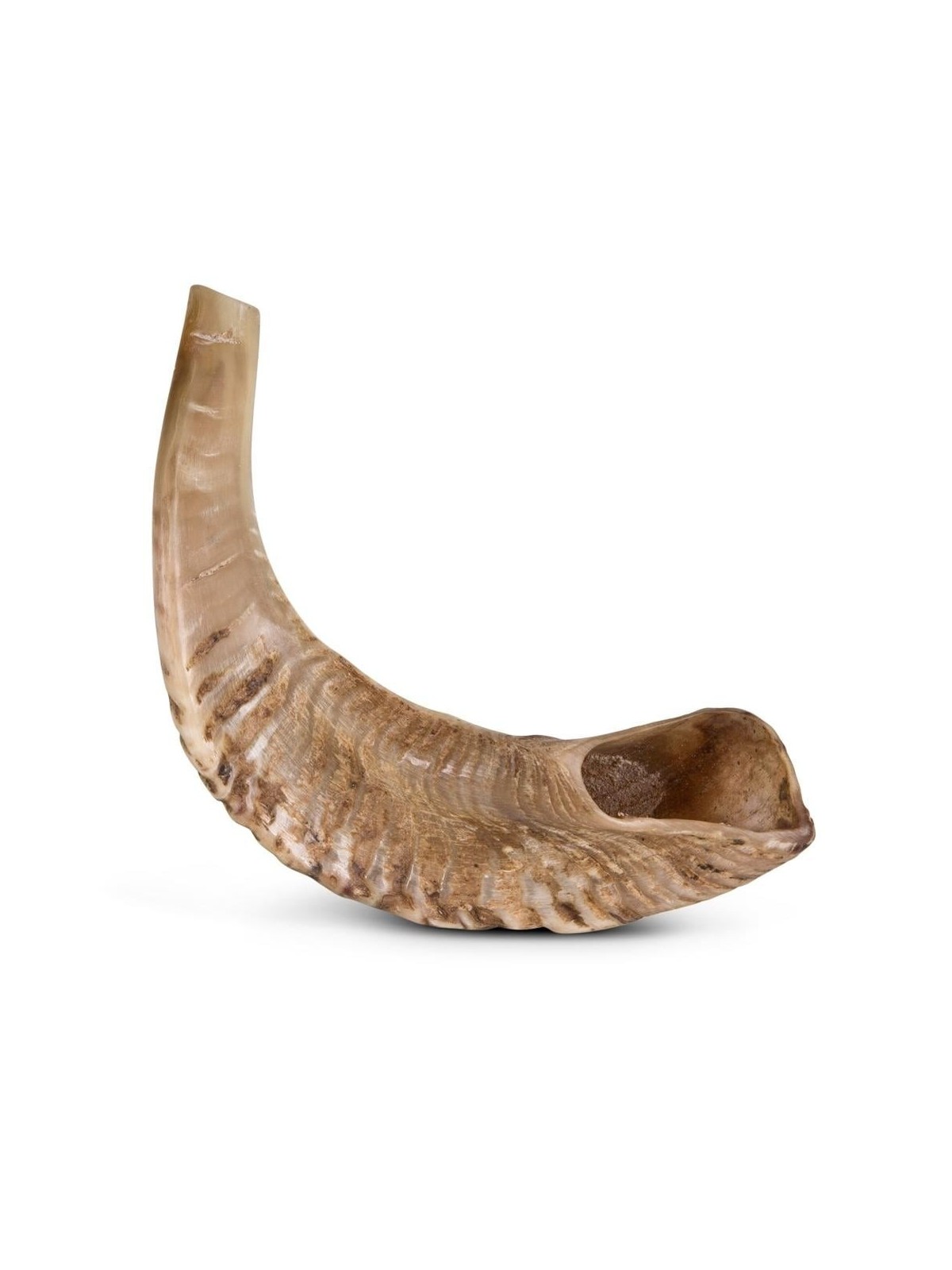 Kosher Classic Natural Ram's Horn Shofar 10'-12' / 25-30 cm