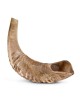 Kosher Classic Natural Ram's Horn Shofar 10'-12' / 25-30 cm