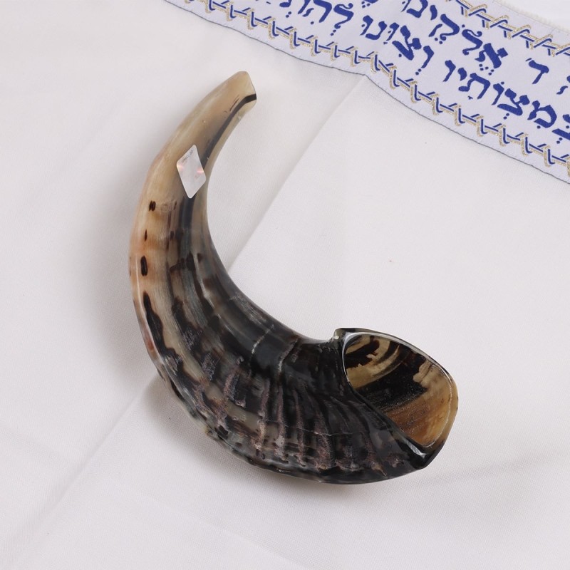 Kosher Classic Natural Ram's Horn Shofar 10'-12' / 25-30 cm