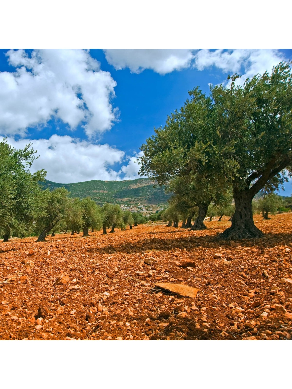 Olive Wood Fish Plate