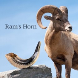 Jerusalem Lions Silver-Plated Ram's Shofar