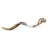 Lion of Judah Hand Painted Kudu Shofar - White