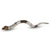Silver-Plated Yemenite Kudu Shofar - Lion of Judah (Choice of Sizes)