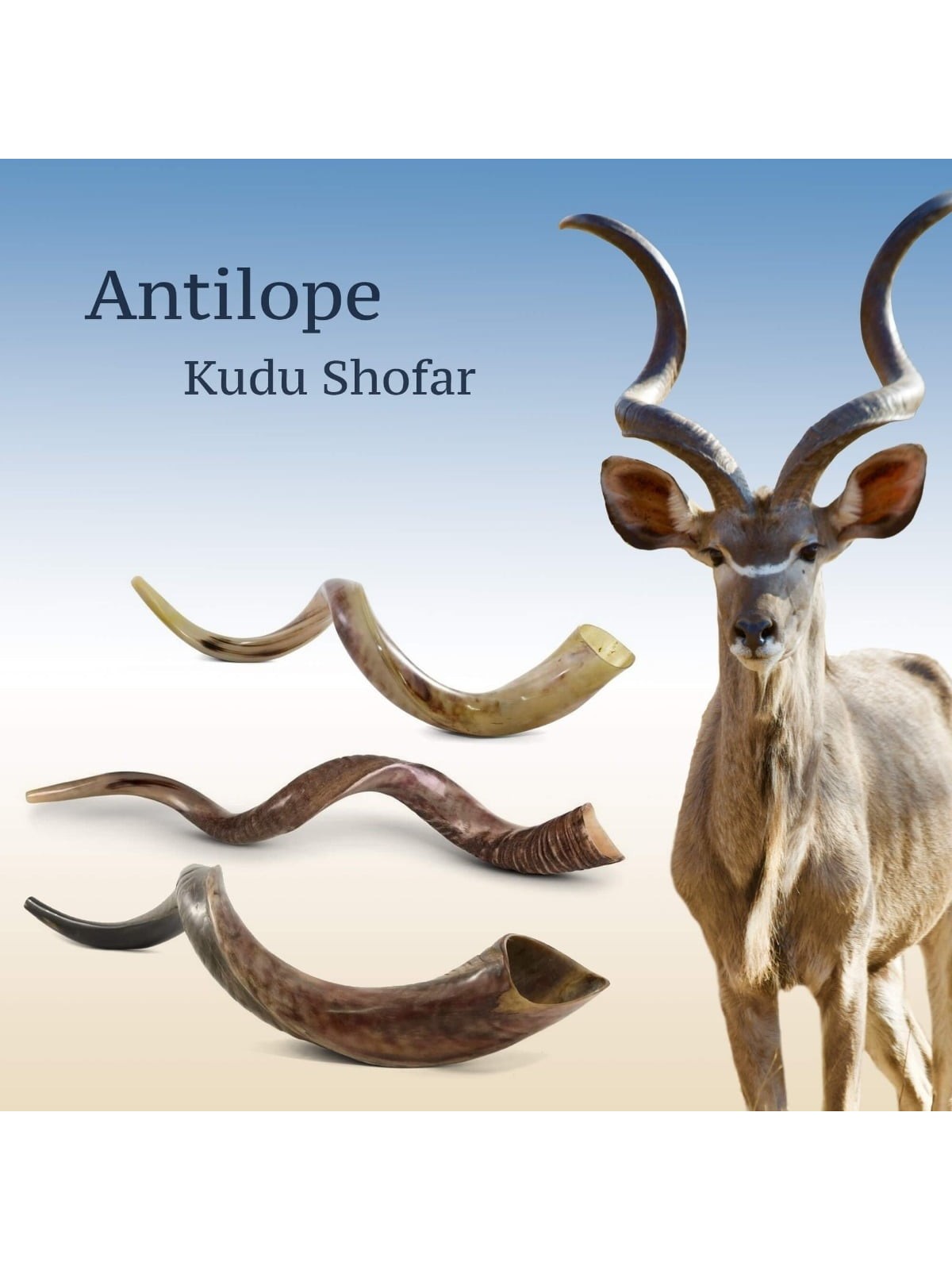 Silver-Plated Yemenite Kudu Shofar - Lion of Judah (Choice of Sizes)