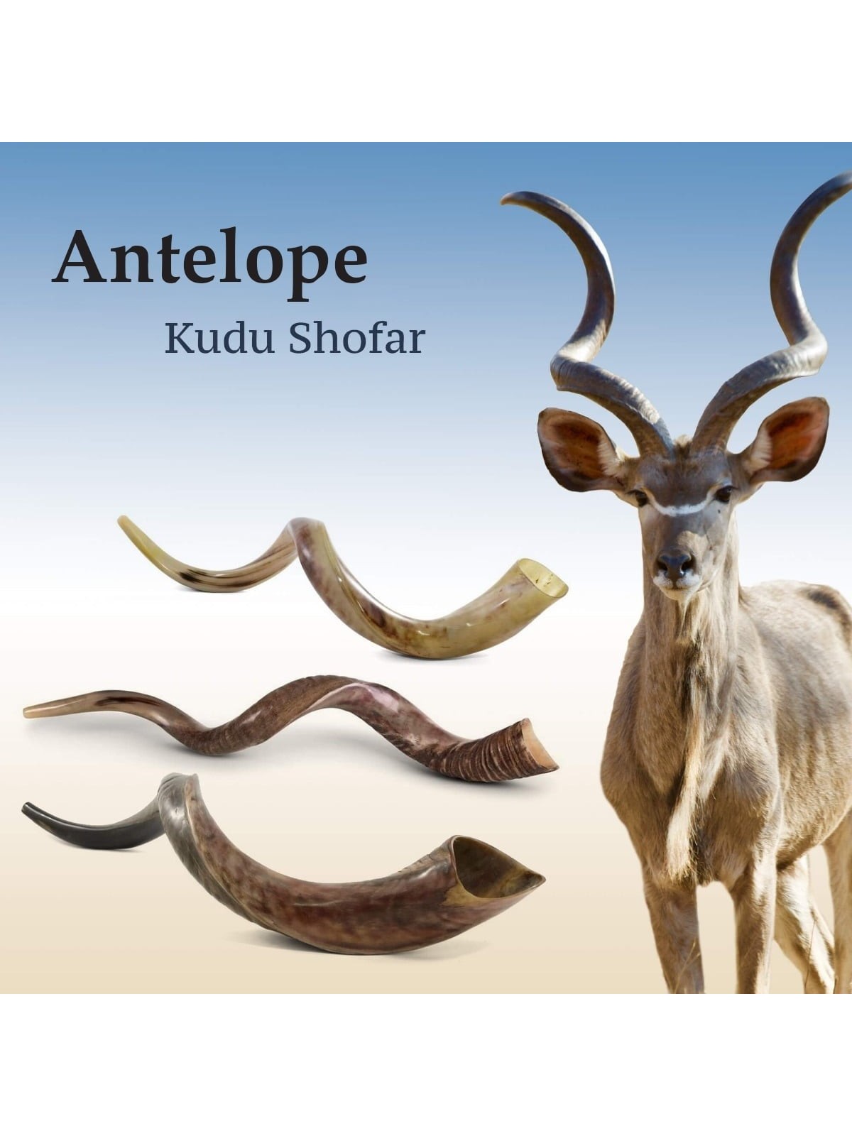 Sterling Silver Plated Yemenite Kudu Shofar - Shema Yisrael (Choice of