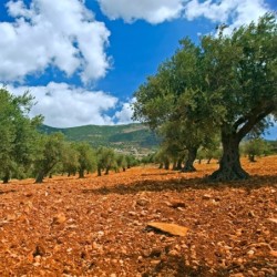 Jerusalem: Olive Wood Wall Plaque