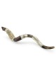 Sterling Silver Plated Yemenite Kudu Shofar - Menorah (Choice of Sizes