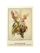 Gladiola. Anna Ticho (Poster)