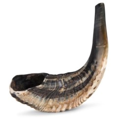 Kosher Classic Natural Ram's Horn Shofar 14'-16' / 34-40 cm