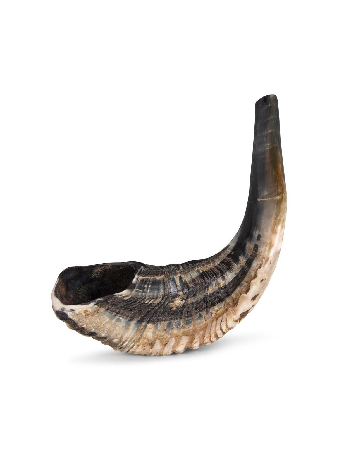 Kosher Classic Natural Ram's Horn Shofar 14'-16' / 34-40 cm