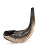 Kosher Classic Natural Ram's Horn Shofar 14'-16' / 34-40 cm