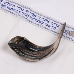 Kosher Classic Natural Ram's Horn Shofar 14'-16' / 34-40 cm