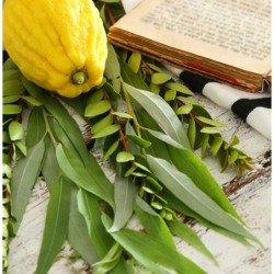 Sukkah: Do-It-Yourself 3D Puzzle Kit