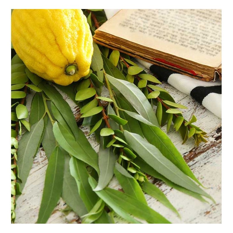 Sukkah: Do-It-Yourself 3D Puzzle Kit