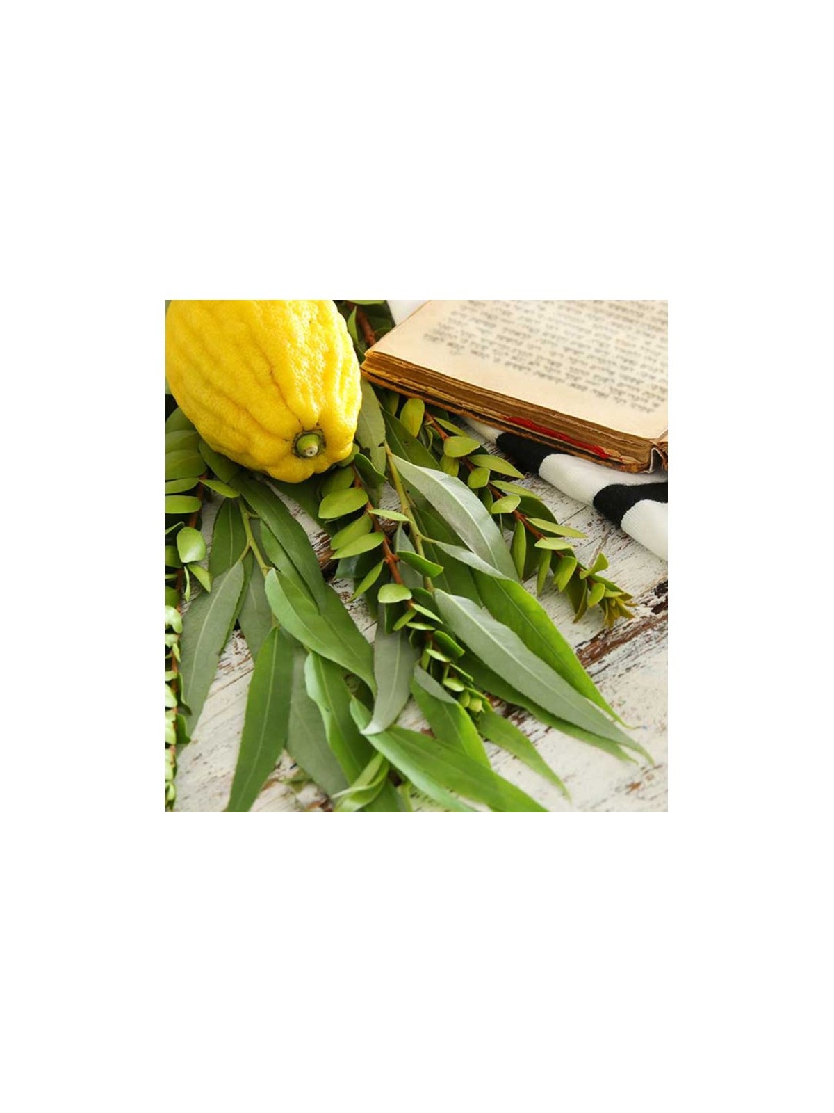 Sukkah: Do-It-Yourself 3D Puzzle Kit