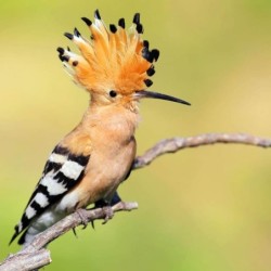 The Hoopoe - National Bird of Israel 3D Wooden Puzzle Kit