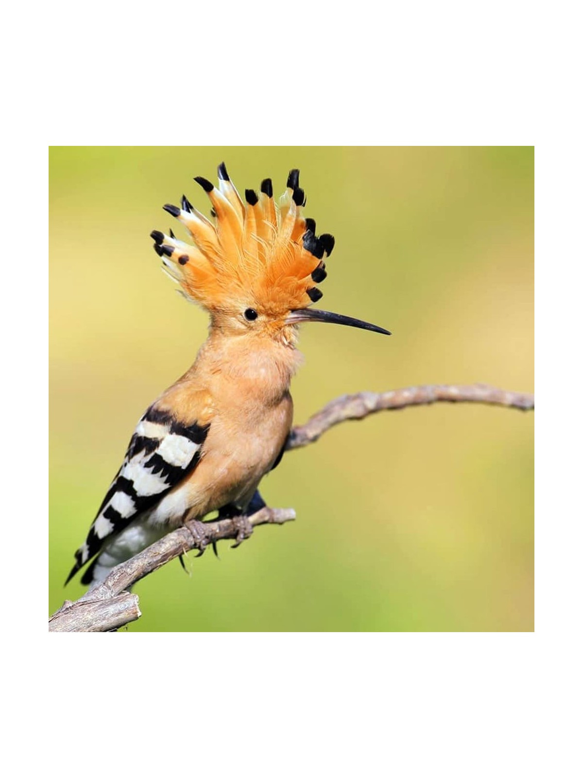 The Hoopoe - National Bird of Israel 3D Wooden Puzzle Kit