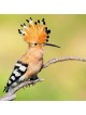 The Hoopoe - National Bird of Israel 3D Wooden Puzzle Kit