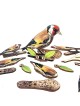 Interactive European Goldfinch Bird 3D Wooden Puzzle Kit