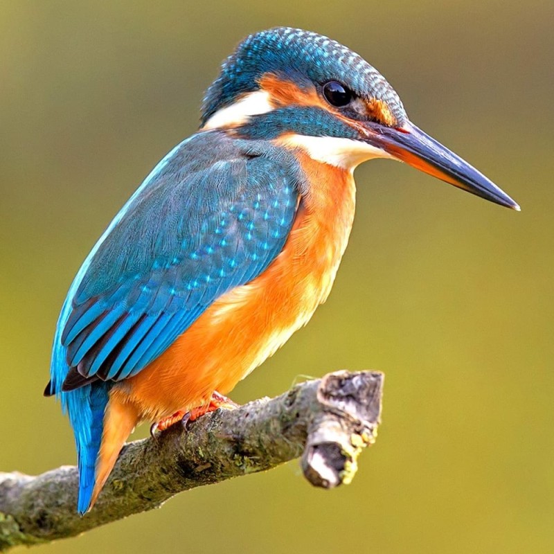 Interactive Kingfisher Bird 3D Wooden Puzzle Kit