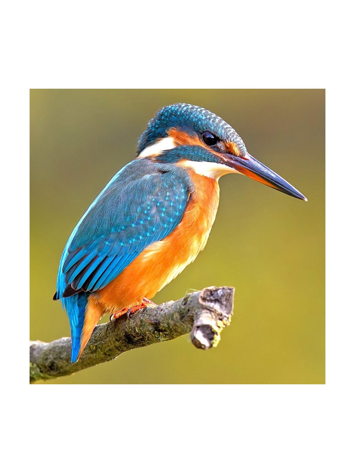 Interactive Kingfisher Bird 3D Wooden Puzzle Kit
