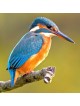 Interactive Kingfisher Bird 3D Wooden Puzzle Kit