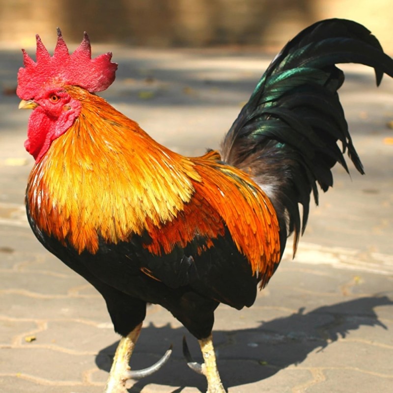 Interactive Rooster 3D Wooden Puzzle Kit