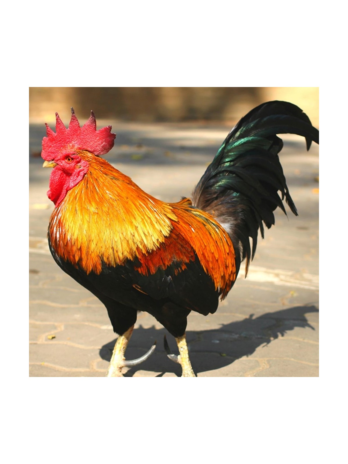 Interactive Rooster 3D Wooden Puzzle Kit