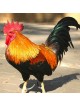 Interactive Rooster 3D Wooden Puzzle Kit