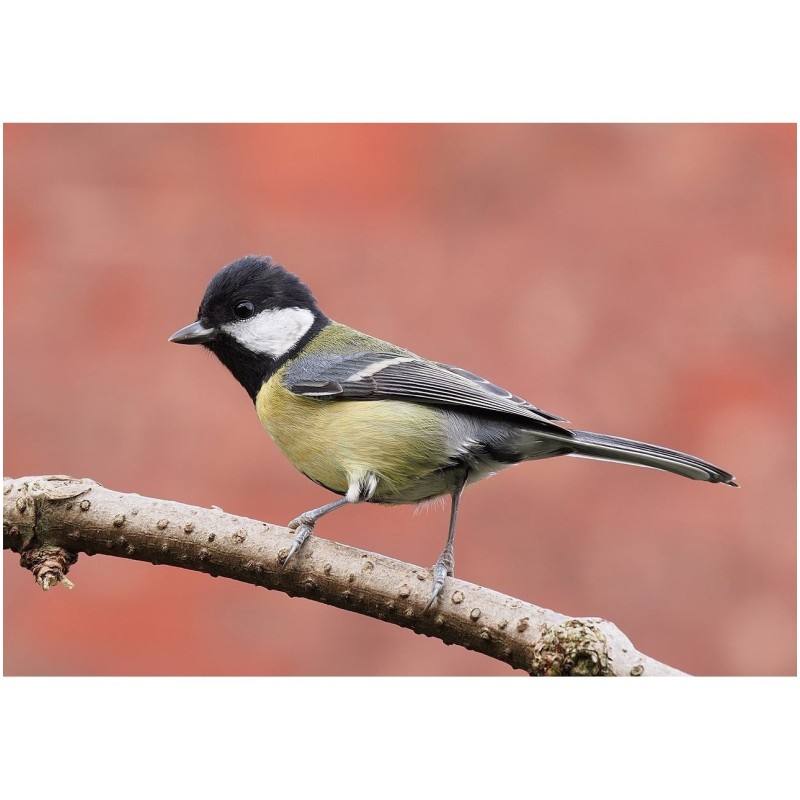 Interactive Great Tit Bird 3D Wooden Puzzle Kit