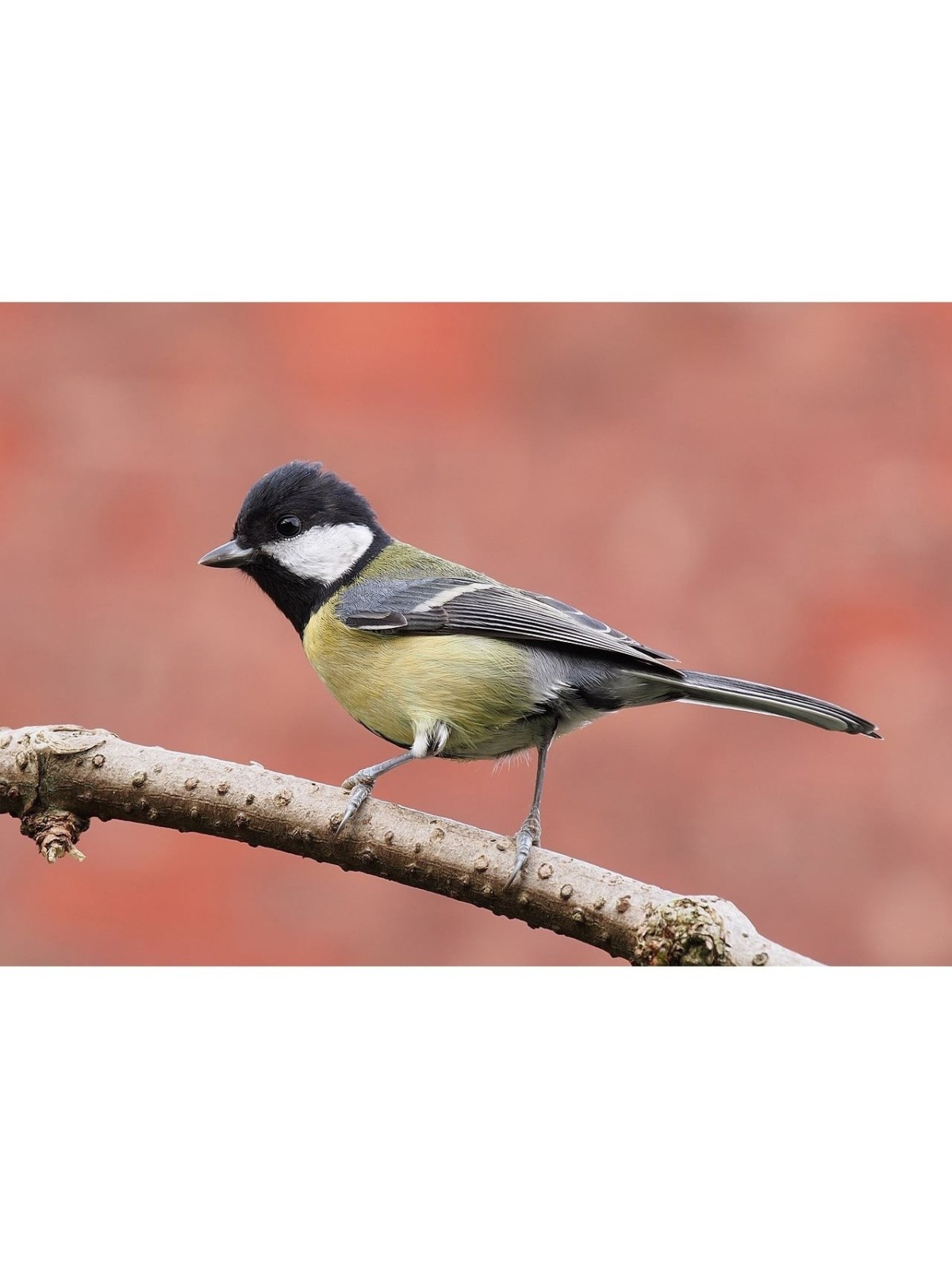 Interactive Great Tit Bird 3D Wooden Puzzle Kit