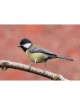 Interactive Great Tit Bird 3D Wooden Puzzle Kit