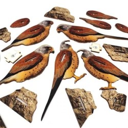 Interactive Lesser Kestrel Bird 3D Wooden Puzzle Kit