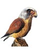 Interactive Lesser Kestrel Bird 3D Wooden Puzzle Kit