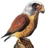 Interactive Lesser Kestrel Bird 3D Wooden Puzzle Kit