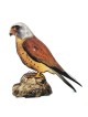 Interactive Lesser Kestrel Bird 3D Wooden Puzzle Kit