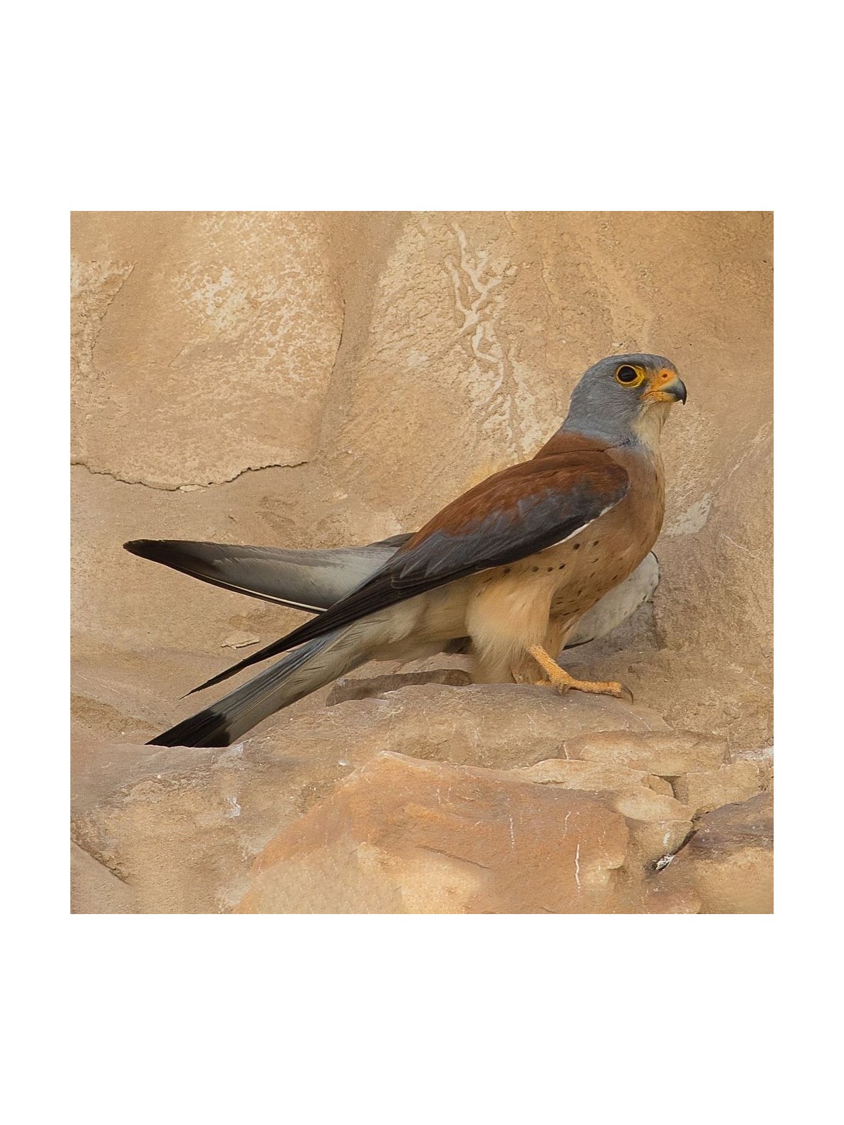 Interactive Lesser Kestrel Bird 3D Wooden Puzzle Kit