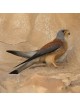 Interactive Lesser Kestrel Bird 3D Wooden Puzzle Kit