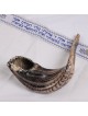 Kosher Classic Natural Ram's Horn Shofar 18'-20' / 45-50 cm - Free Gif