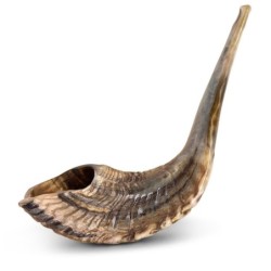 Kosher Classic Natural Ram's Horn Shofar 20'-22' / 50-55 cm