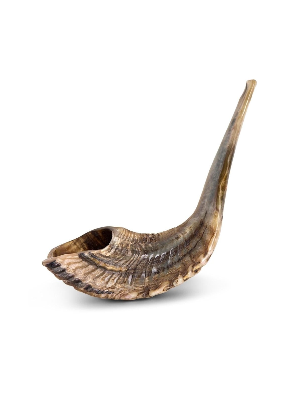 Kosher Classic Natural Ram's Horn Shofar 20'-22' / 50-55 cm