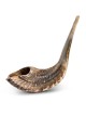 Kosher Classic Natural Ram's Horn Shofar 20'-22' / 50-55 cm