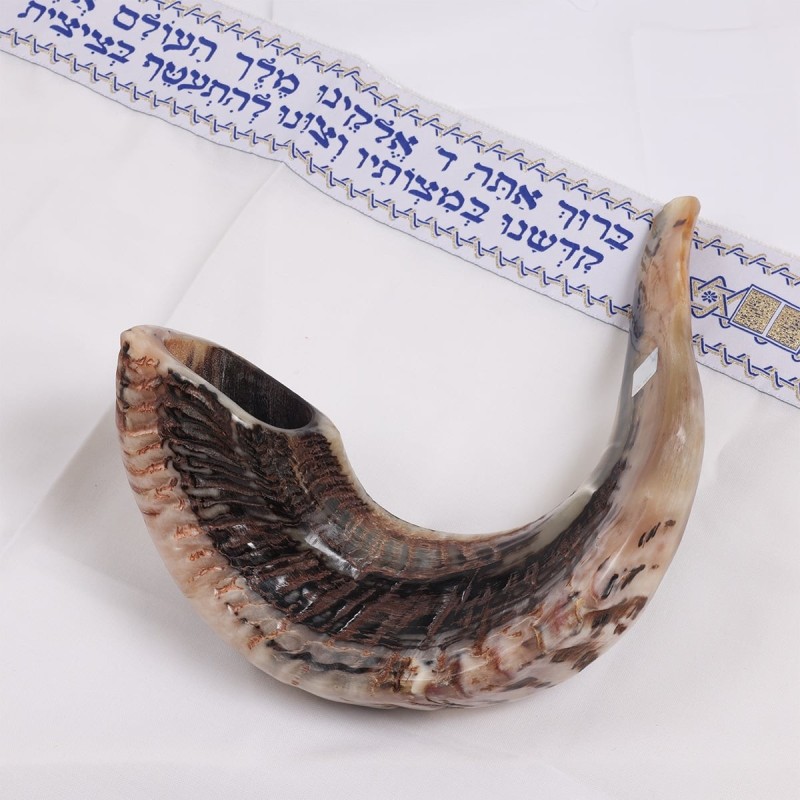 Kosher Classic Natural Ram's Horn Shofar 20'-22' / 50-55 cm