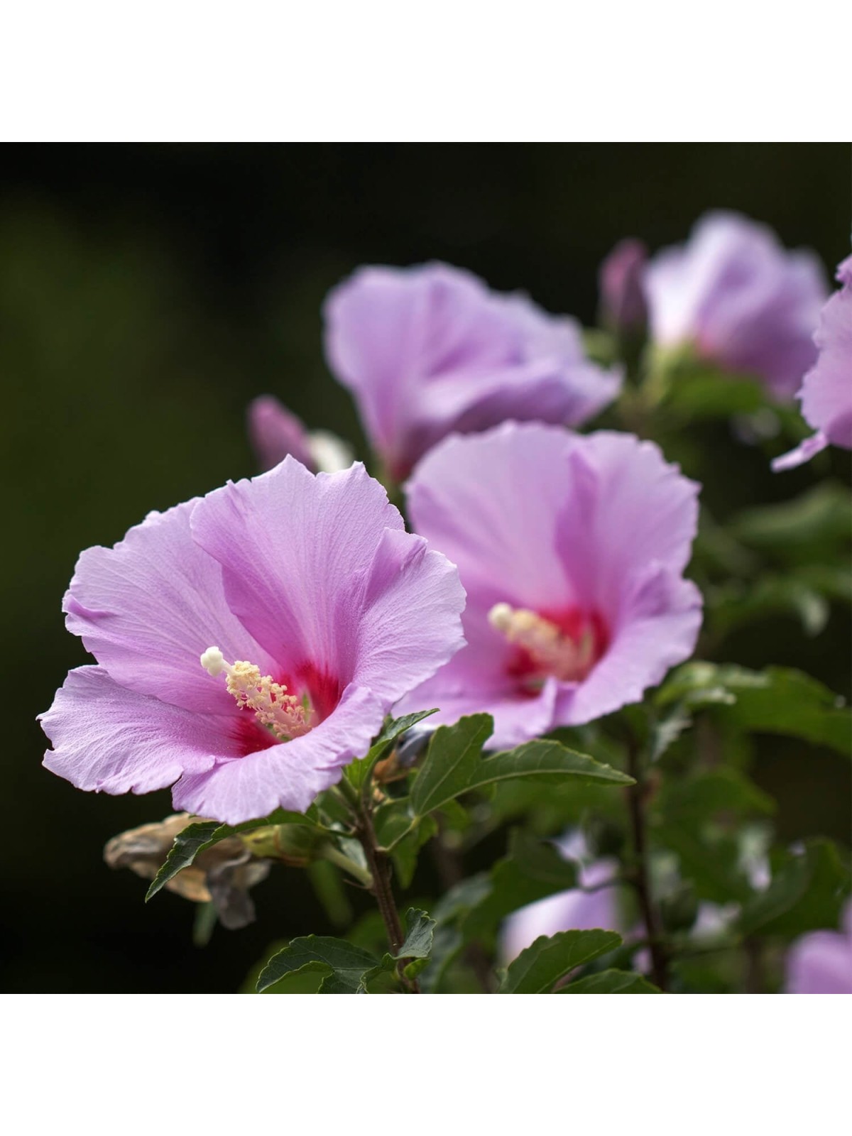 Rose of Sharon Anointing Oil 7.5 ml