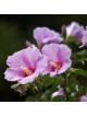 Ein Gedi Rose of Sharon Essence of Jerusalem Perfume
