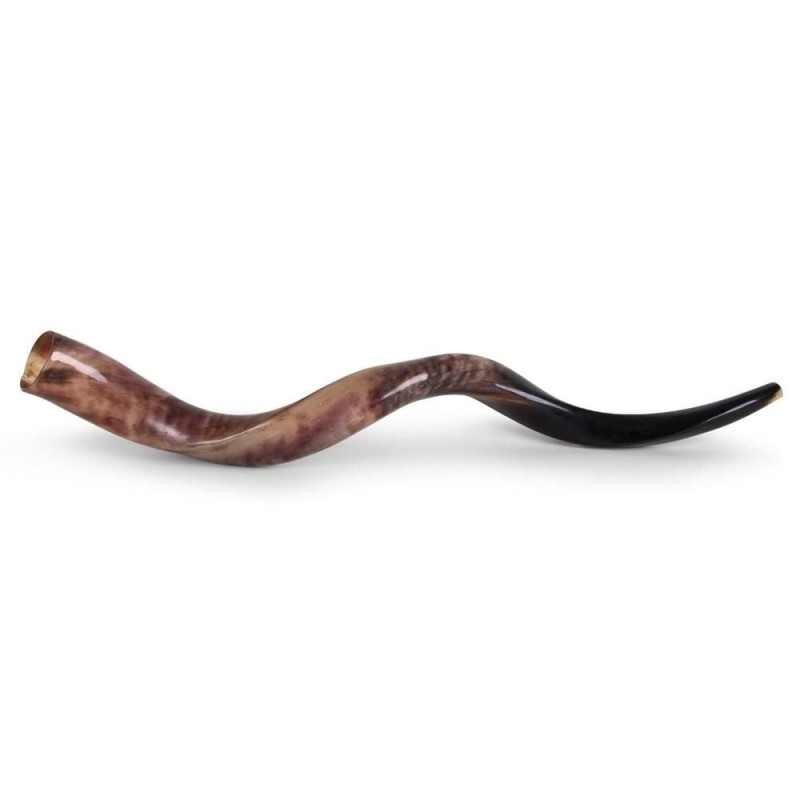 24'-26' Yemenite Kudu Shofar - Polished