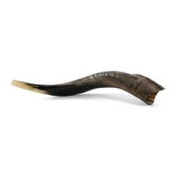 18'-20' Yemenite Kudu Shofar - Semi-Polished