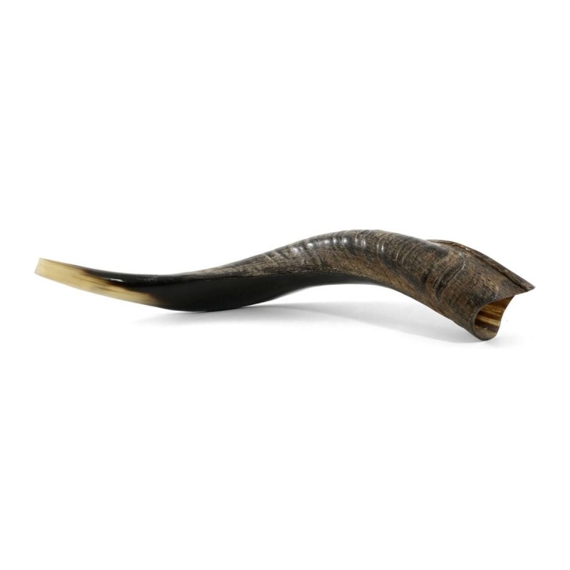18'-20' Yemenite Kudu Shofar - Semi-Polished