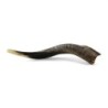 18'-20' Yemenite Kudu Shofar - Semi-Polished
